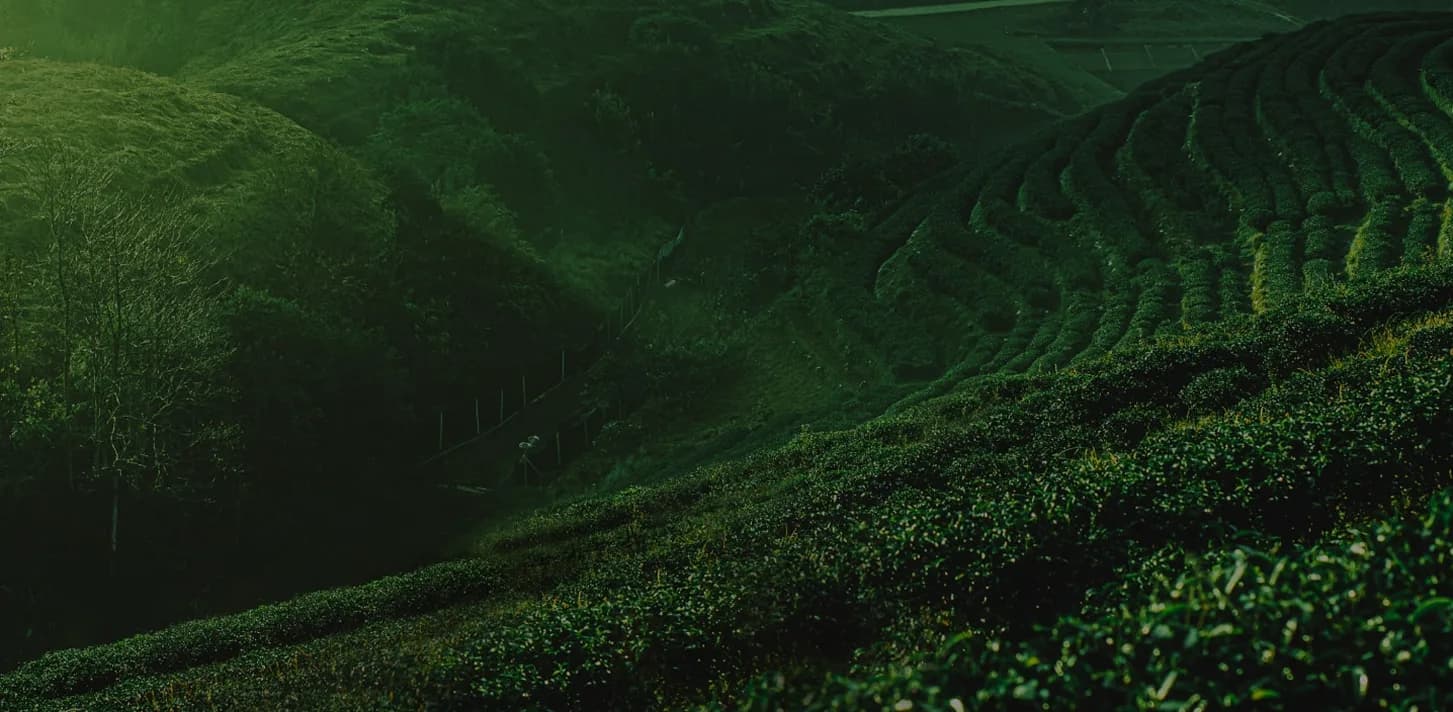 Tea field background